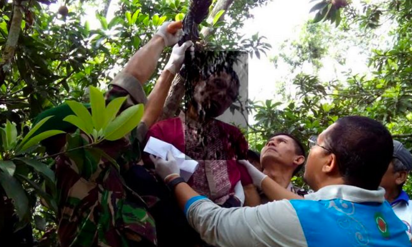 Gambar ilustrasi gantung diri di pohon sawo. (Sumber internet)