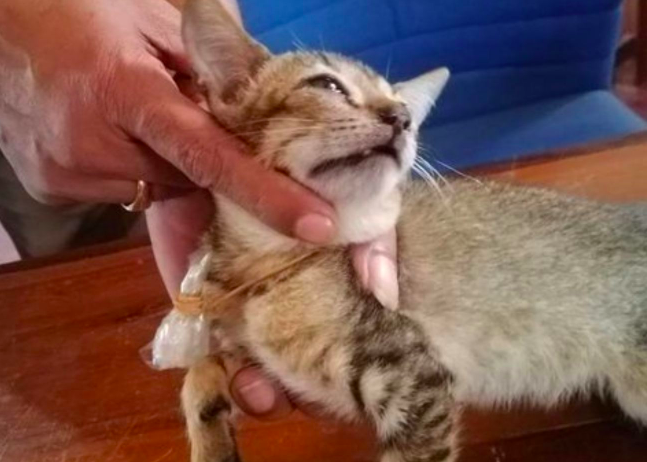 Seekor kucing ditangkap petugas karena membawa narkoba masuk ke dalam lapas. (Foto: istimewa)
