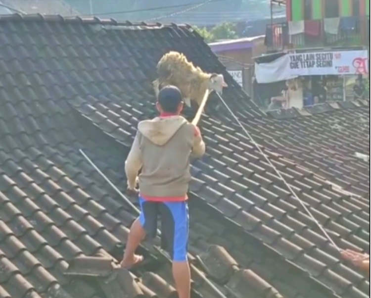 Kambing naik ke atap rumah saat hendak disembelih di Grabag (1/8/2020)-(Foto: SS Video)