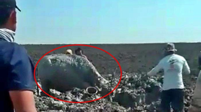 Warga saat sedang berupaya menyelamatkan seekor kerbau terkubur lumpur gas