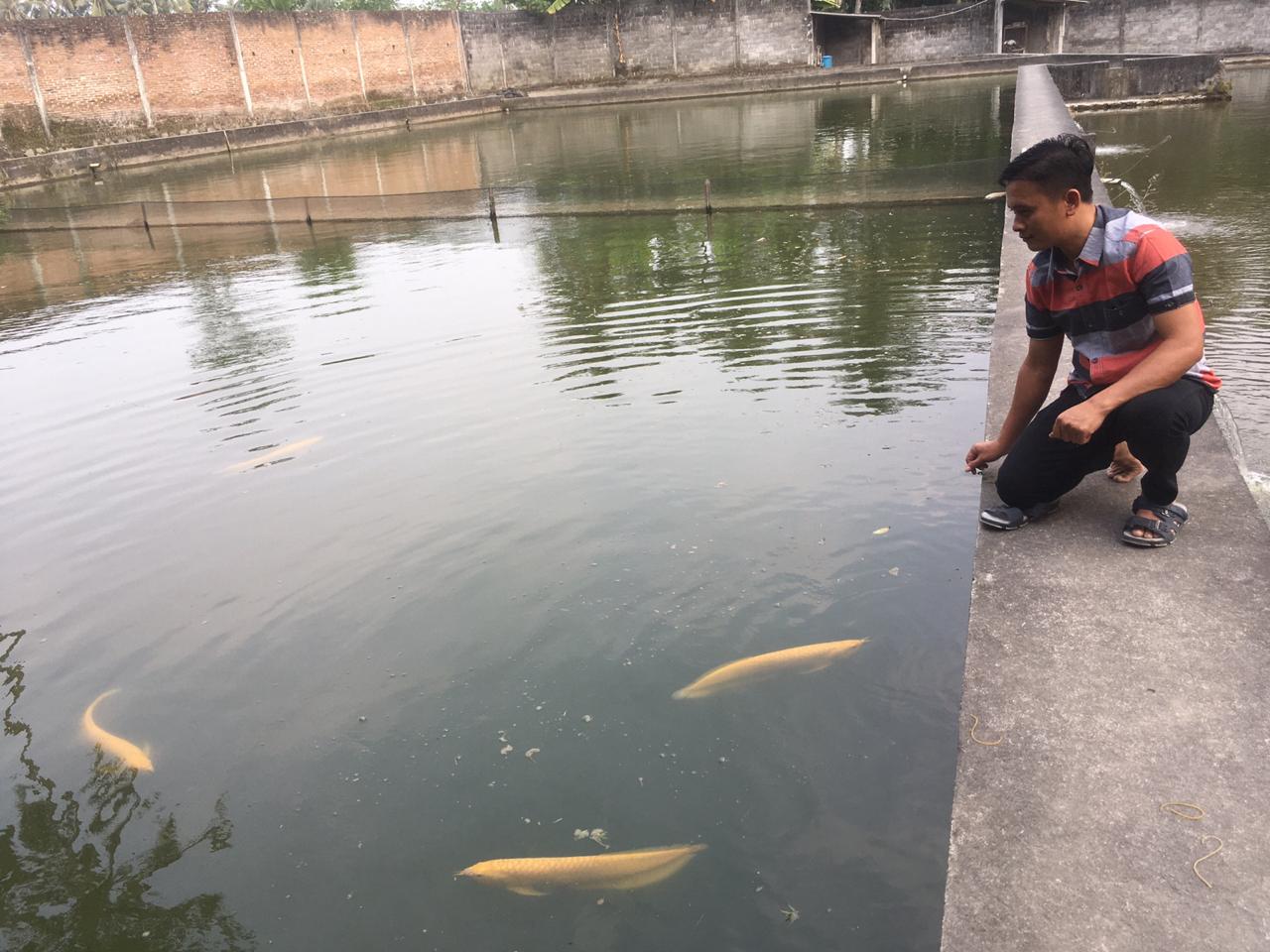 MAHAL: Fajar Sodiq dan ikan arwana silver albino di Dusun Sorogenen, Desa menayu, kecamatan Muntilan, Senin (10/8). (Foto: han)