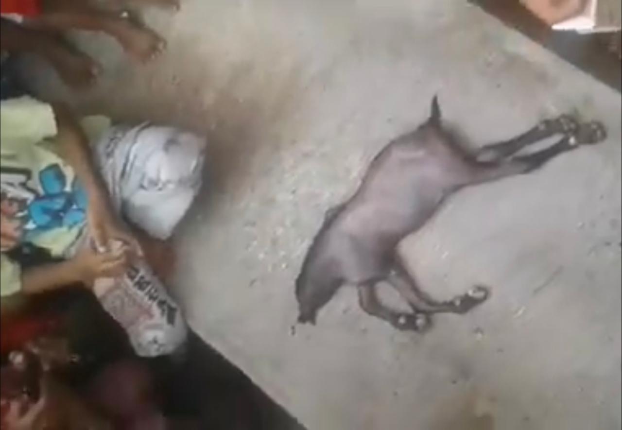 penampakan anak kambing berkepala mirip babi (foto : tangkapan layar)