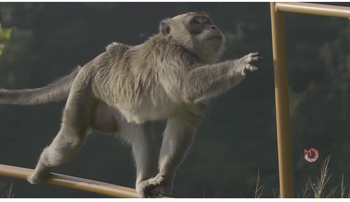Berinteraksi dengan Kera Kera di Gondopurowangi Borobudur