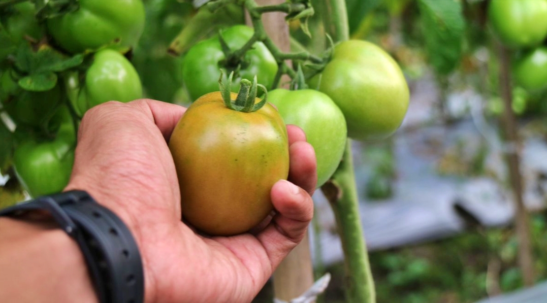 Petani Magelang Keluhkan Pupuk Subsidi Langka