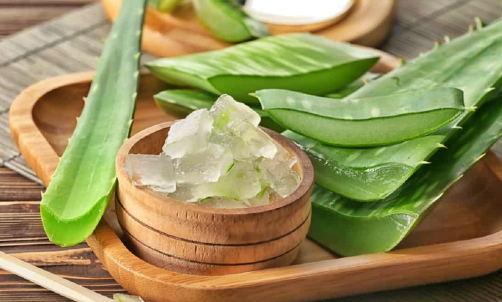 Lidah Buaya untuk pengurang rasa nyeri sendi