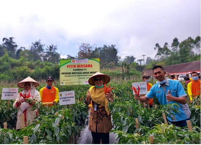 Petik bersama tanaman cabai jenis Darmais F1 yang merupakan produk inovasi anak negeri di areal seluas 1.300 meter di Dusun Kragon, Desa Madyogondo, kecamatan Ngablak, Kabupaten Magelang.