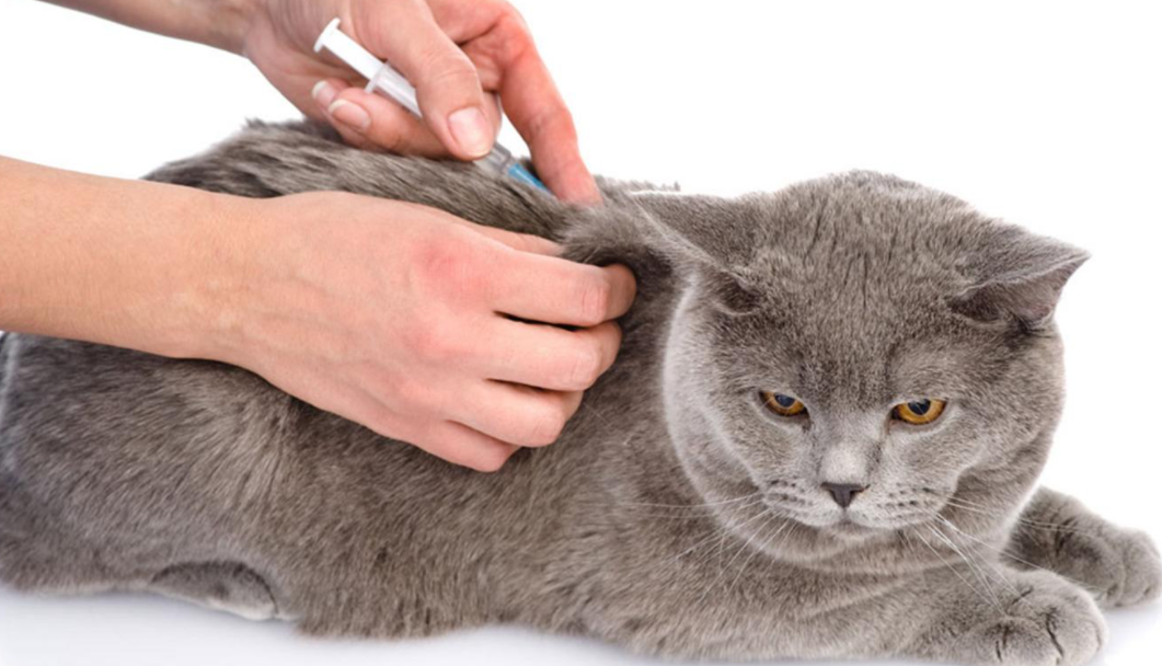 ILUSTRASI : Vaksinasi rabies (foto : internet)