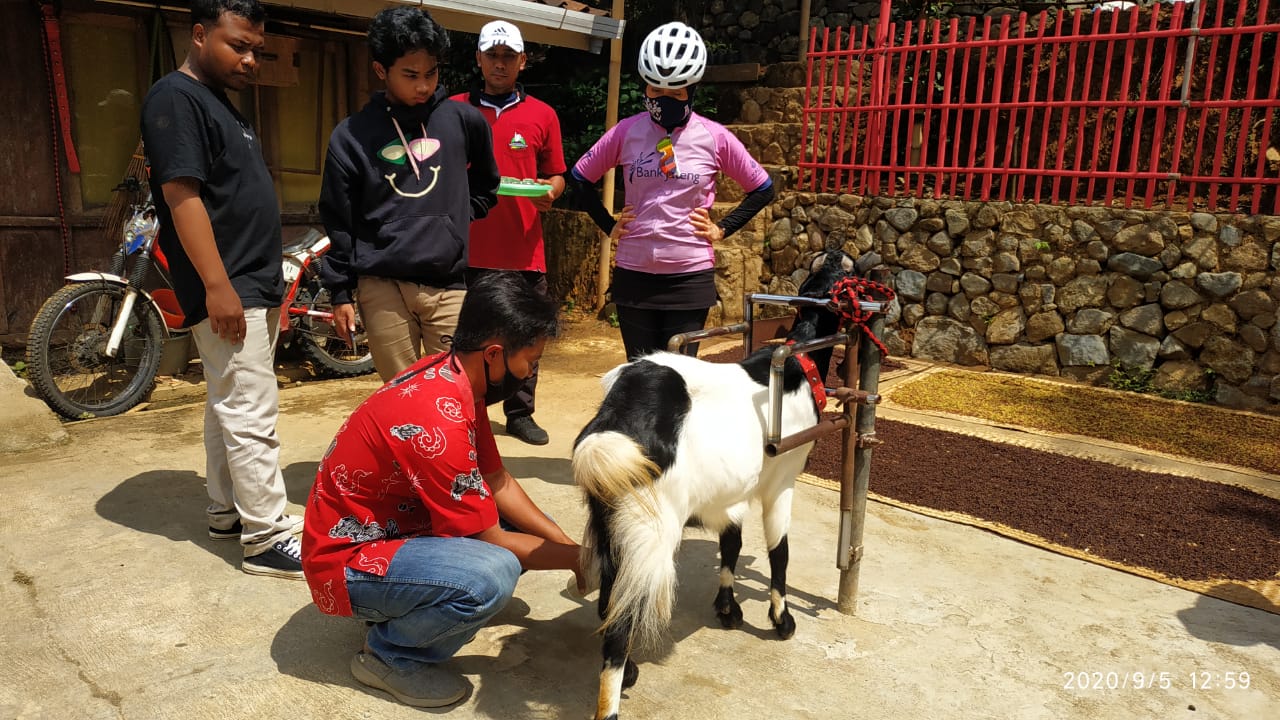 Tanti Zaenal Arifin dan Soim Setam saat memerah susu kambing etawa