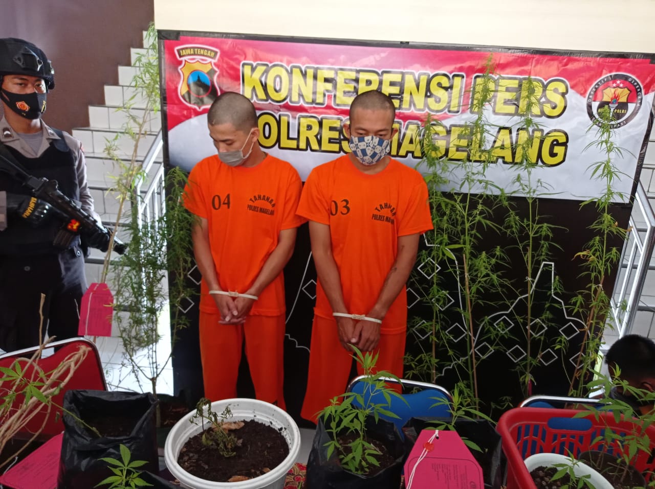 Para Pelaku Penanaman Ganja di Magelang Berhasil Diringkus Polisi