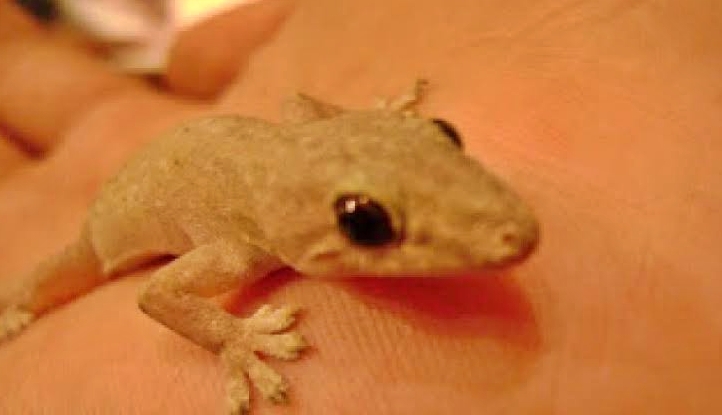 makna mitos kejatuhan cicak