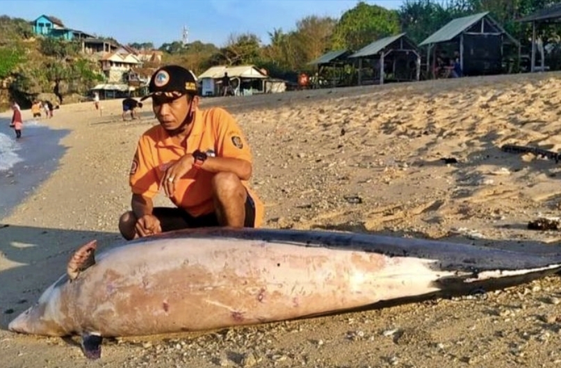 Lumba lumba terdampar di pantai laut selatan jogja (29/10/2020)-(Foto: istimewa)