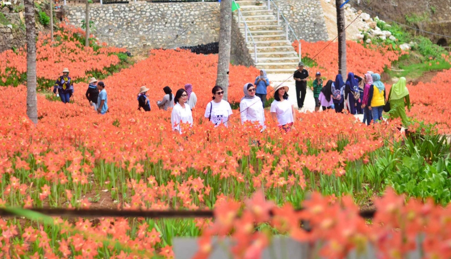 Taman Bunga Amarilis kembali viral (Foto: Istimewa)