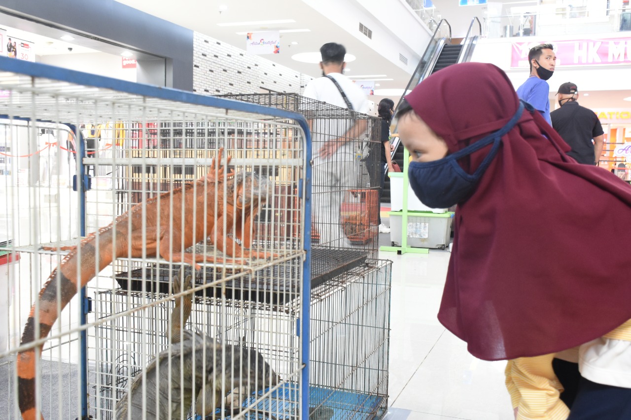Seorang pengunjung Artos Mall saat melihat pameran hewan dan komunitas satwa Magelang (18/10/2020)-(Foto: istimewa)