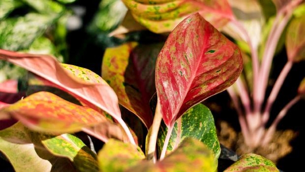 Daftar Tanaman Hias Keluarga Talas Yang Sedang Banyak Dicari