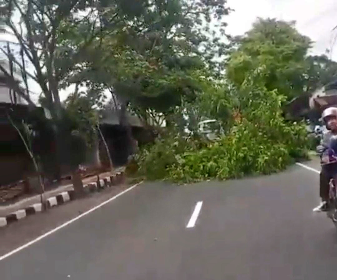 Batang pohon besar tumbang di jalan raya Magelang Jogja (5/11/2020)-(Foto: Capture Video)