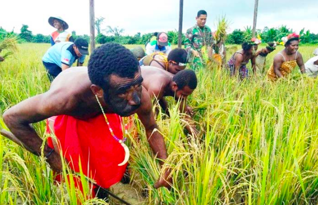 SURPLUS: Petani Papua memanen padi. (Foto: internet)