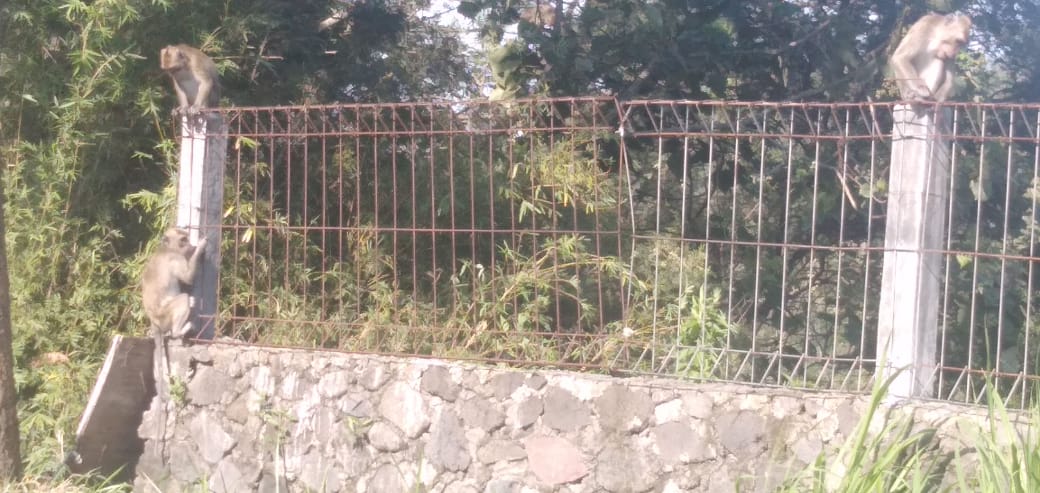 Kawanan Kera mulai turun area pemukiman penduduk (7/11/2020)-(Foto: @merapi_uncover)