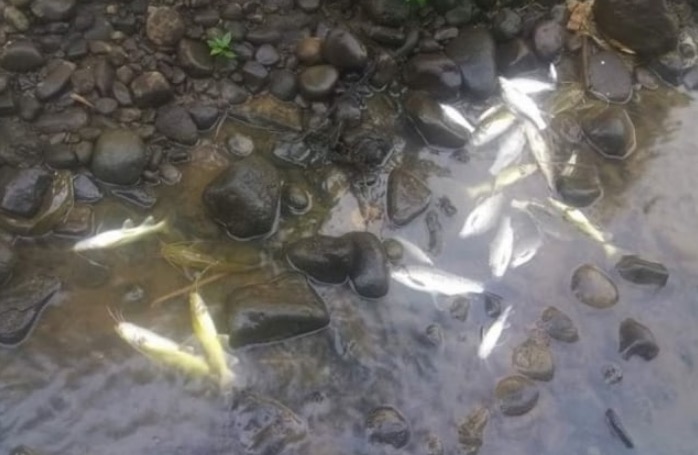 Heboh Ikan Mati Mendadak di Kali Elo Magelang dan Temanggung, Diduga Tercemar Limbah Pabrik