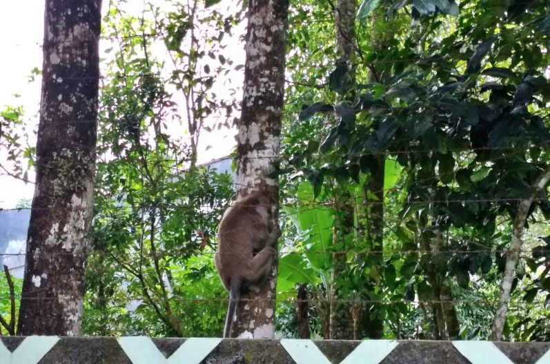 kawanan kera ekor panjang turun dari merapi