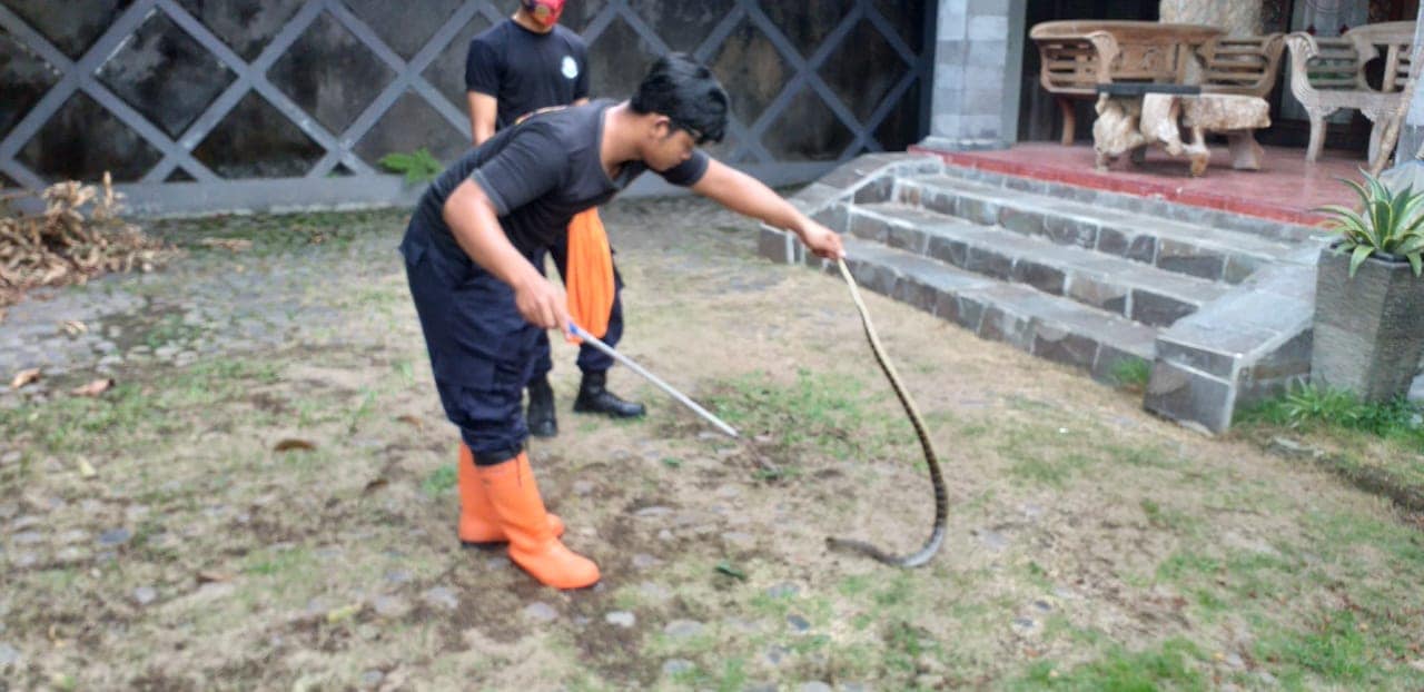 KAGET…Seekor Ular Tinggal di Rumah Warga Daerah Mertoyudan Magelang