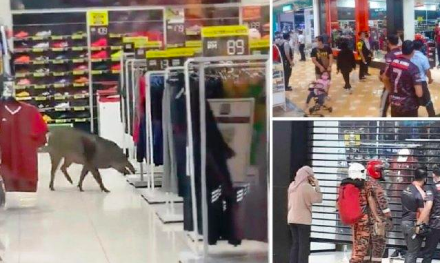 HEBOH: Foto colase babi hutan masuk mall kejar pengunjung. (sumber: istimewa)