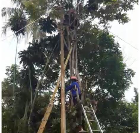 Kronologi Warga Magelang Tewas Tersengat Listrik di Atas Pohon