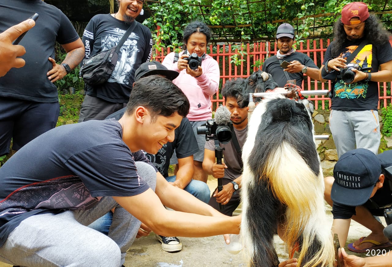 al saat memerah susu kambing etawa