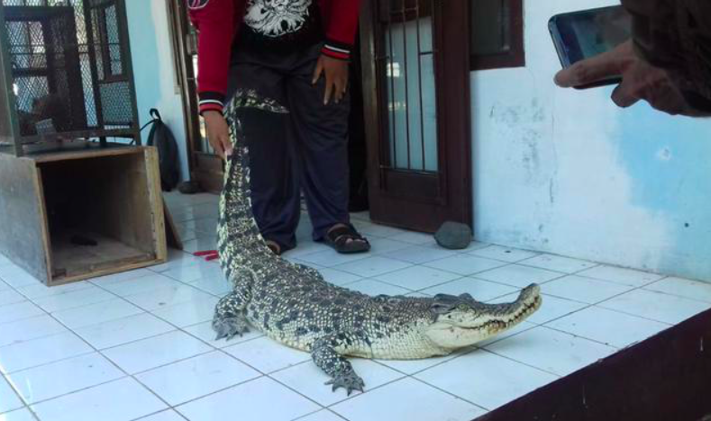 DILINDUNGI: Barang bukti buaya muara diamankan petugas Polairud Polda DIJ. (gambar: ilustrasi)