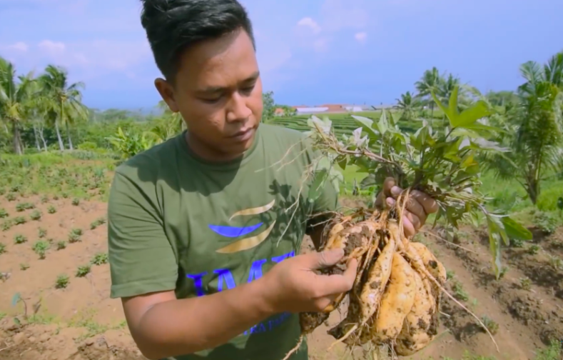 PETANI MAGELANG: Khairul sukses menjadi eksportir ubi madu ke berbagai negara. (gambar: istimewa)
