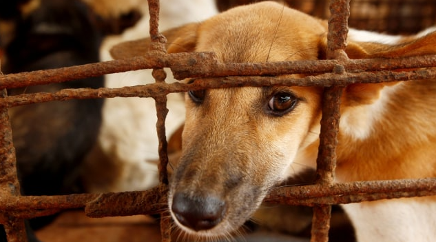 Terkait Pedagangan Daging Anjing Untuk Konsumsi, Ini Kata Disnakkeswan Jateng