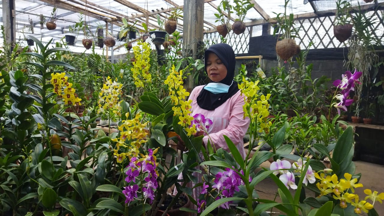 Anik penjual tanaman anggrek di Magelang