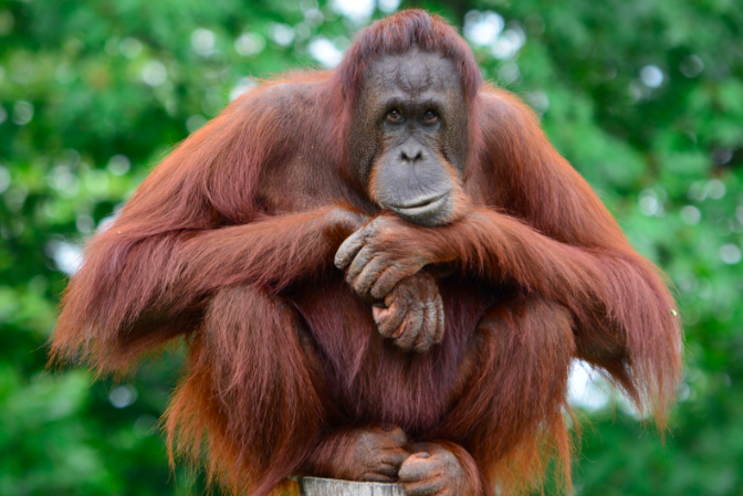 Orang Utan. (foto: internet)