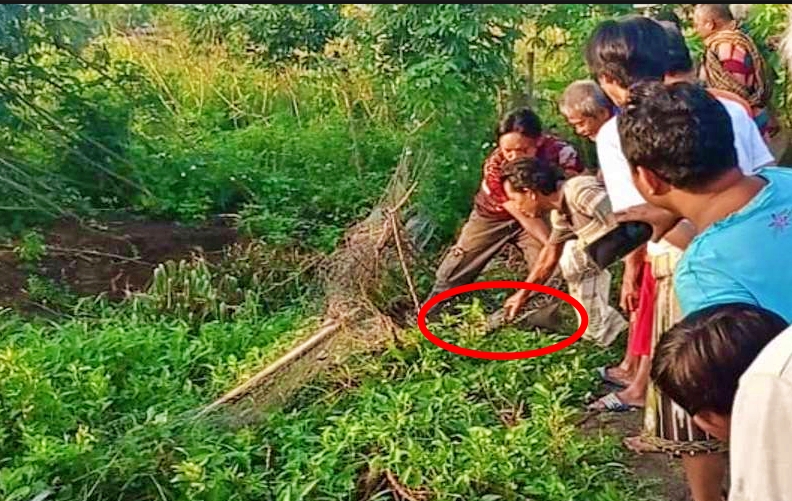 ular piton ditangkap warga
