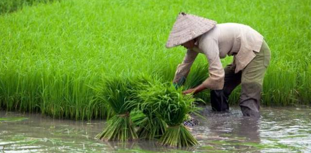 Petani Milenial Digaji Rp 10 Juta Gagasan Dari Kementan