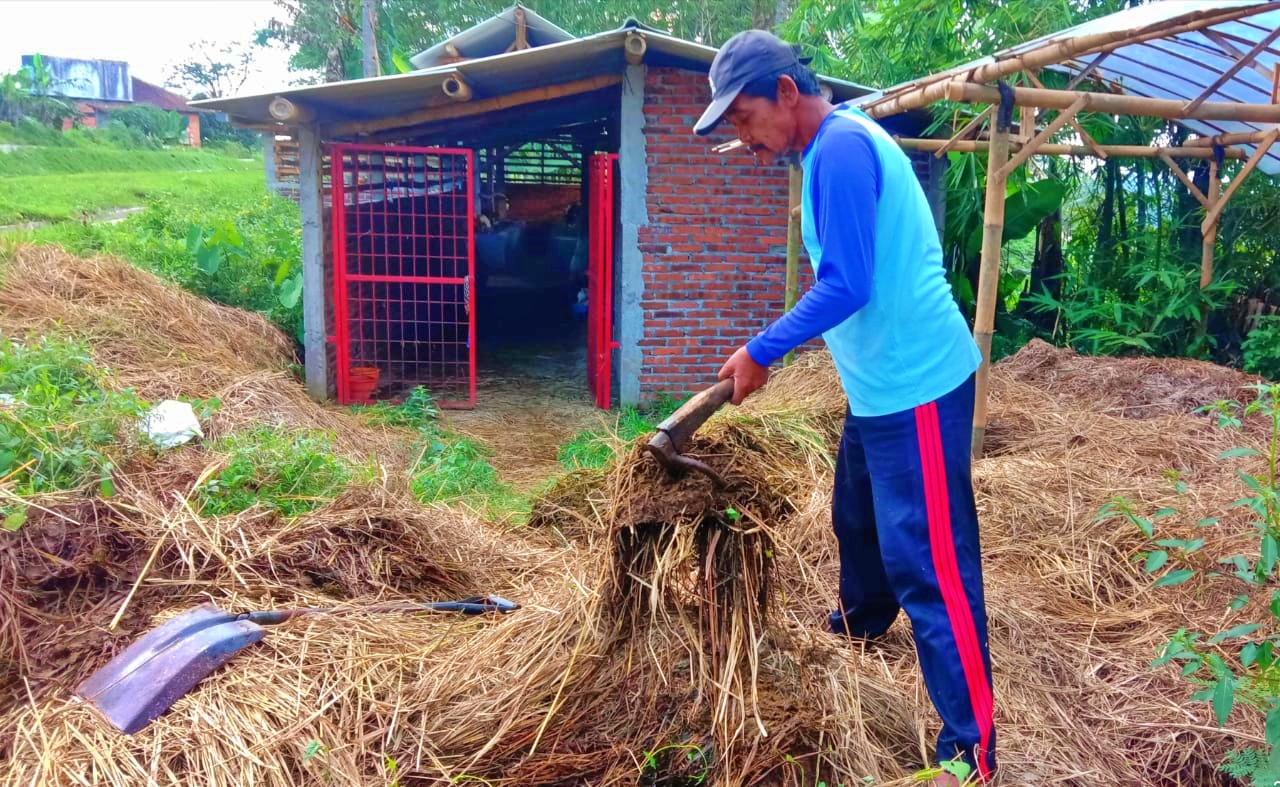 Proses pembuatan pupuk organik dari limbah sapi