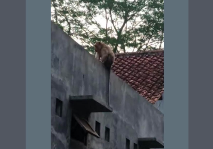 MERESAHKAN: Monyet ekor Panjang di atap rumah penduduk. (foto: ist)
