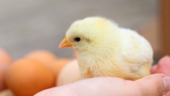 ‘Chickenisasi’: Program TP PKK Kota Magelang Latih Tanggung Jawab Anak