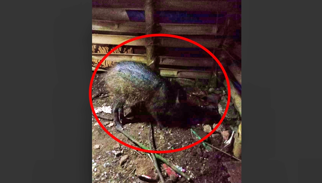 babi ngepet ditangkap warga sawangan