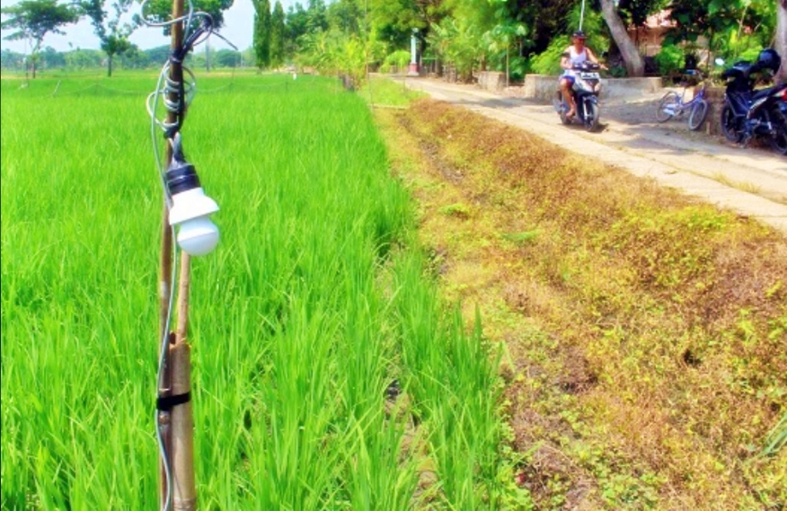 ilustrasi jembakan tikus di sawah dengan listrik