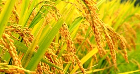 Satu Lagi Varietas Unggulan Kabupaten Magelang, Petani Diajak Menaman Bibit Padi Jangir