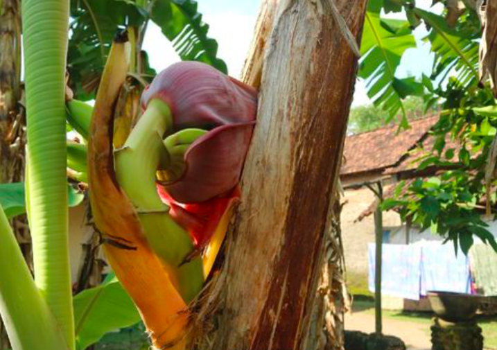 LANGKA: Jantung pohon pisang tumbuh di Tengah batang. (foto: ist)
