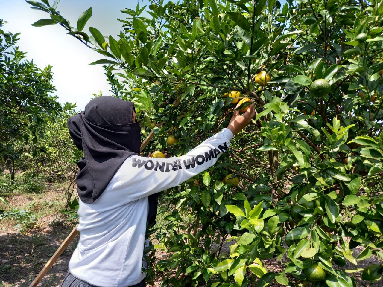 Wisata Kebun Jeruk di Paremono Mungkid, Bisa Makan dan Petik Langsung dari Pohon
