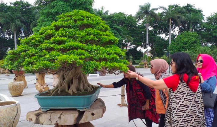 MAHAL: Ratusan tanaman bonsai lokal mengikuti kontes di Balkondes Tuksongo Borobudur. (foto: ilustrasi)