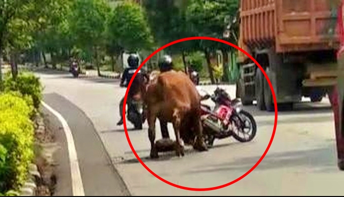 sapi ngamuk di tengah jalan