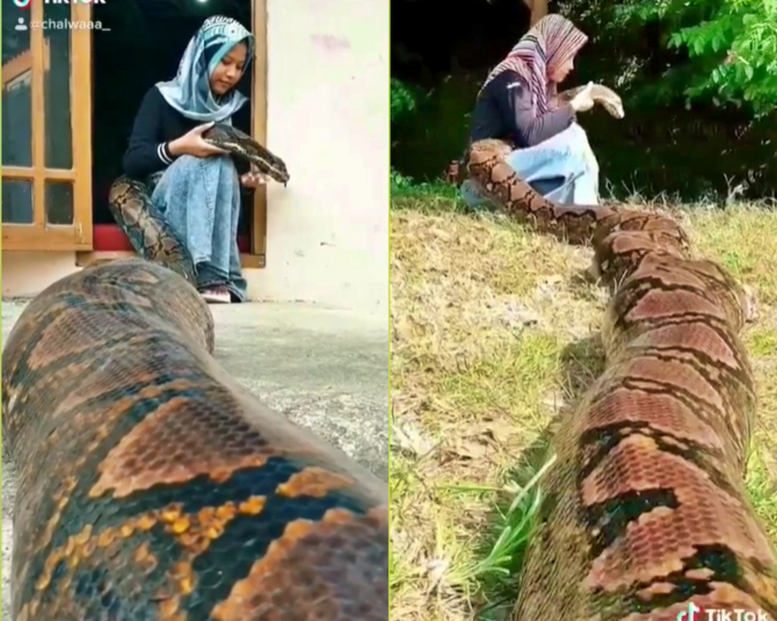 Gadis 14 tahun dengan ular piton peliharaannya