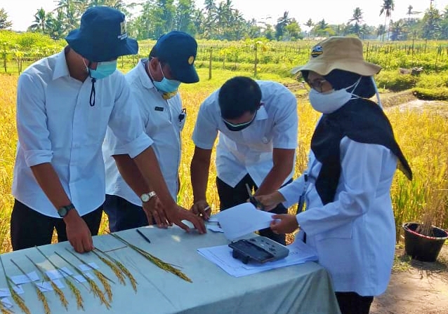 Petugas Dinas Pertanian dan Pangan Kabupaten Magelang saat identifikasi padi varian baru sri mulyo