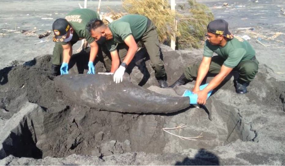SAR Satlinmas Wilayah IV Bantul mengubur bangkai lumba-lumba terdampai di Pantai Samas. (foto: ist)
