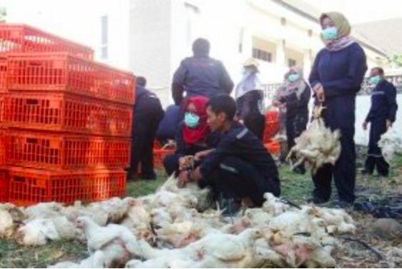 Ilustrasi ayam berusia 14 hari. (foto: ist)