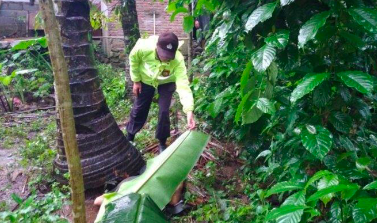 Korban jatuh dari pohon kelapa di evakuasi polisi. (foto: ilustrasi/ist)