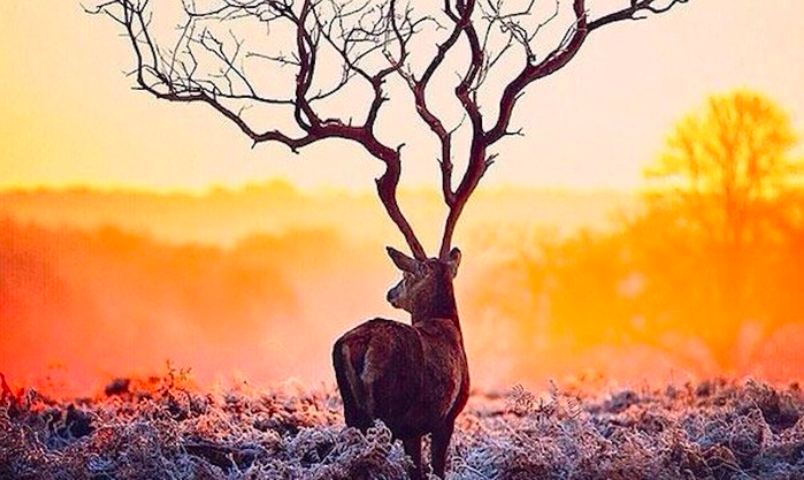 Gambar rusa atau pohon. (sumber: ist)